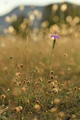 BUITEN BEELD Foto: 282526