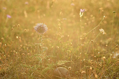 BUITEN BEELD Foto: 282532