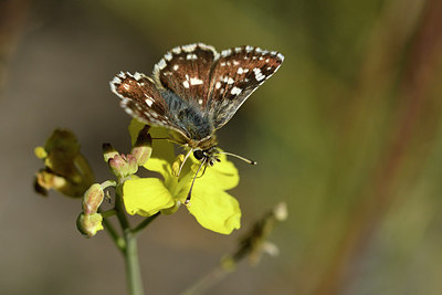 BUITEN BEELD Foto: 282545