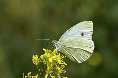 BUITEN BEELD Foto: 282547