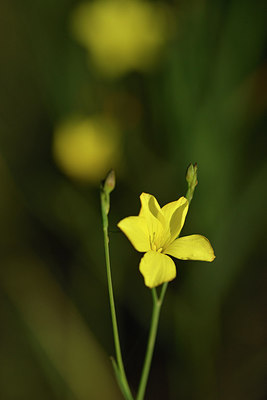 BUITEN BEELD Foto: 282550