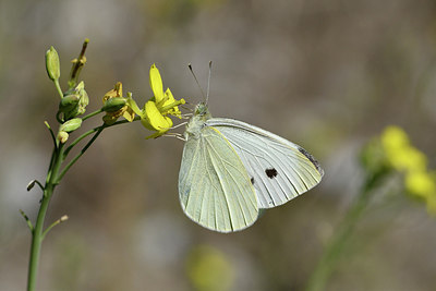 BUITEN BEELD Foto: 282551