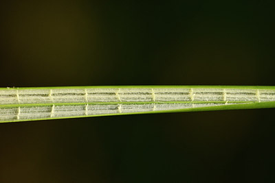 BUITEN BEELD Foto: 282560
