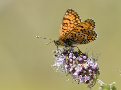 BUITEN BEELD Foto: 282561