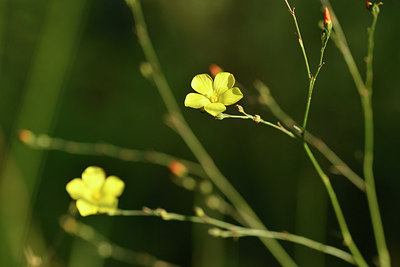 BUITEN BEELD Foto: 282564