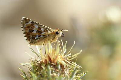 BUITEN BEELD Foto: 282565