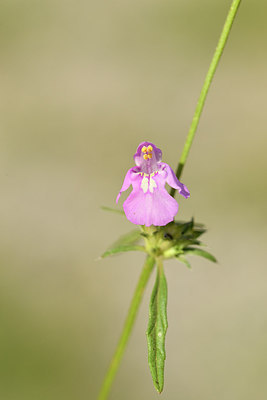 BUITEN BEELD Foto: 282566