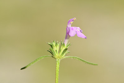 BUITEN BEELD Foto: 282568