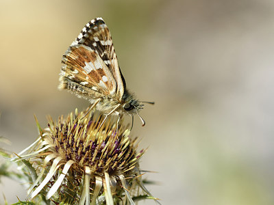 BUITEN BEELD Foto: 282569