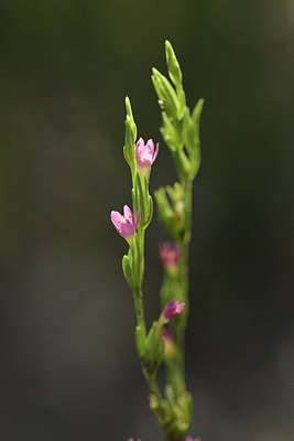 BUITEN BEELD Foto: 282572