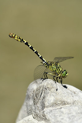BUITEN BEELD Foto: 282575