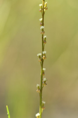 BUITEN BEELD Foto: 282581