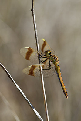 BUITEN BEELD Foto: 282583