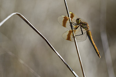 BUITEN BEELD Foto: 282586