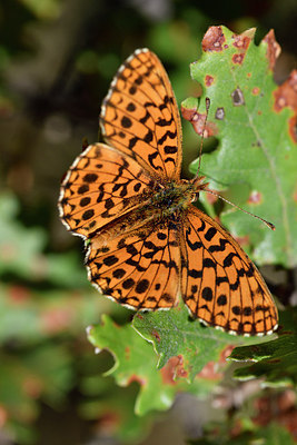 BUITEN BEELD Foto: 282602
