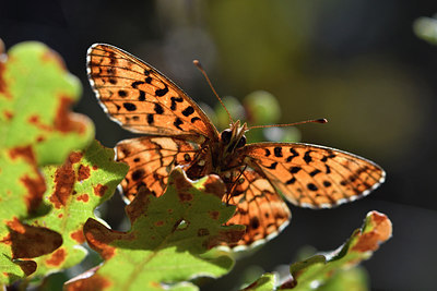 BUITEN BEELD Foto: 282608