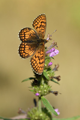 BUITEN BEELD Foto: 282638