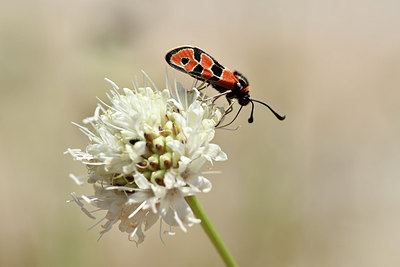 BUITEN BEELD Foto: 282644