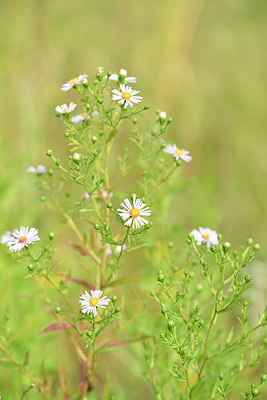 BUITEN BEELD Foto: 282645