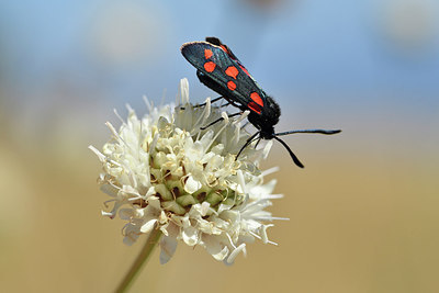 BUITEN BEELD Foto: 282648