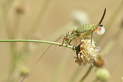 BUITEN BEELD Foto: 282650