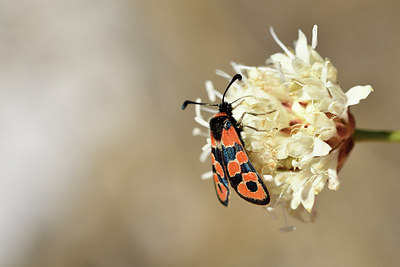 BUITEN BEELD Foto: 282656