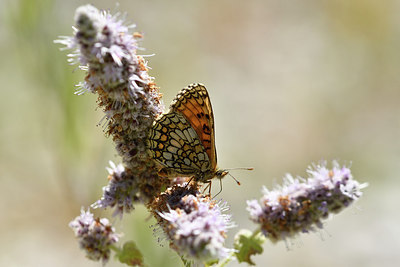 BUITEN BEELD Foto: 282660