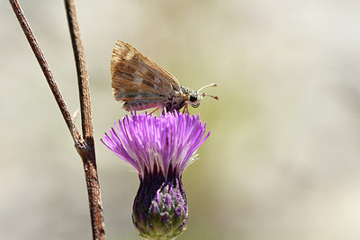 BUITEN BEELD Foto: 282671