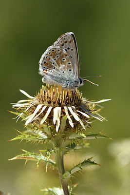 BUITEN BEELD Foto: 282673