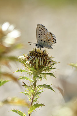 BUITEN BEELD Foto: 282677