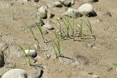 BUITEN BEELD Foto: 282682