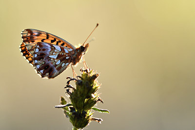 BUITEN BEELD Foto: 282685