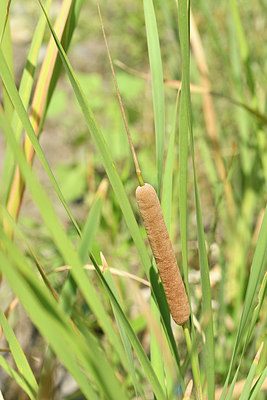 BUITEN BEELD Foto: 282690