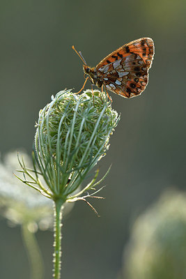 BUITEN BEELD Foto: 282695