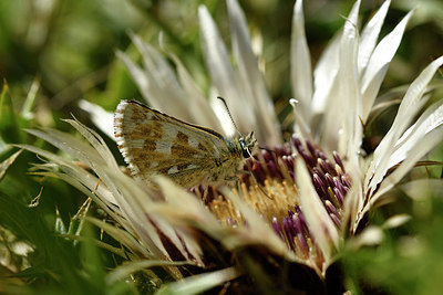 BUITEN BEELD Foto: 282707