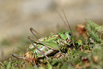 BUITEN BEELD Foto: 282709