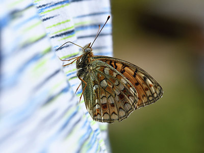 BUITEN BEELD Foto: 282716