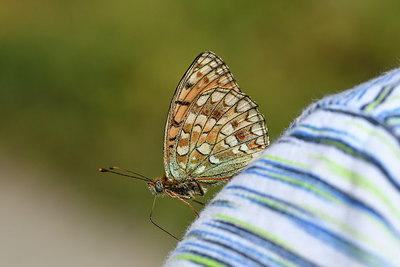 BUITEN BEELD Foto: 282720
