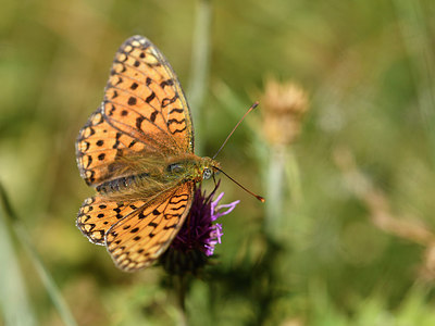 BUITEN BEELD Foto: 282722