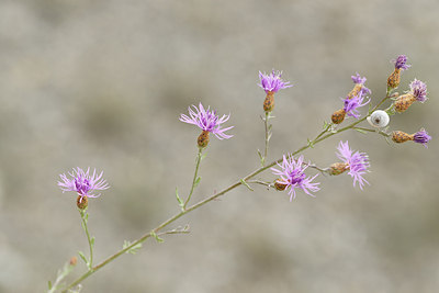 BUITEN BEELD Foto: 282749