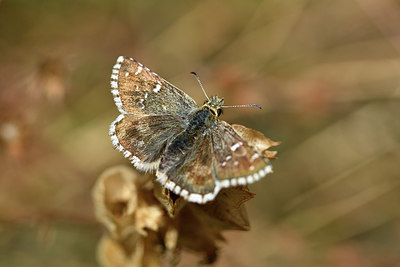 BUITEN BEELD Foto: 282750