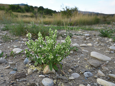 BUITEN BEELD Foto: 282751