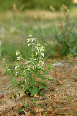 BUITEN BEELD Foto: 282761