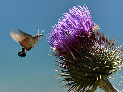 BUITEN BEELD Foto: 282762