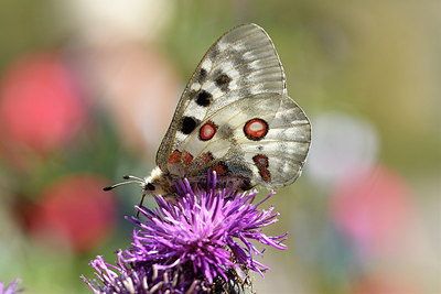 BUITEN BEELD Foto: 282768