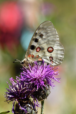 BUITEN BEELD Foto: 282770