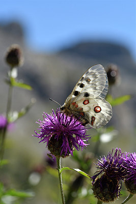 BUITEN BEELD Foto: 282772