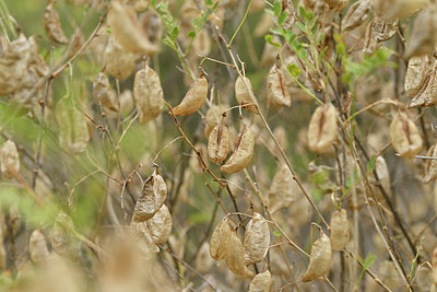 BUITEN BEELD Foto: 282777