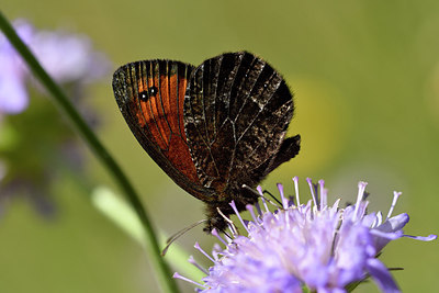 BUITEN BEELD Foto: 282782