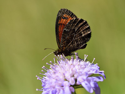 BUITEN BEELD Foto: 282784